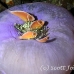 anemonefish_pink_jr_mb_h_0267_png3678.jpg